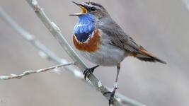 slavík modráček Naturfoto